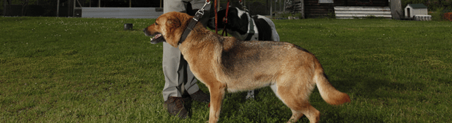 centre-recueil-canin-agglo-cobas